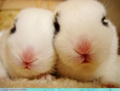 Hoppy new year