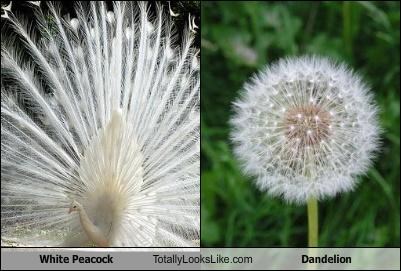 White Peacock Totally Looks Like Dandelion