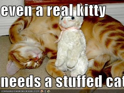 even a real kitty   needs a stuffed cat