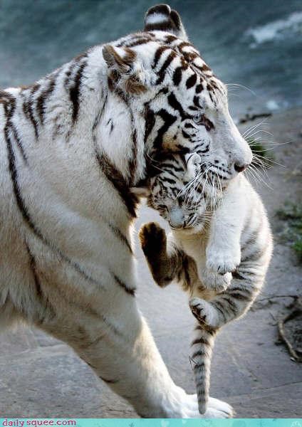 Acting Like Animals: Time for Bed