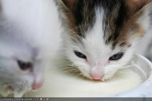 Cyoot Kittehs of teh Day: Milky Whiskers