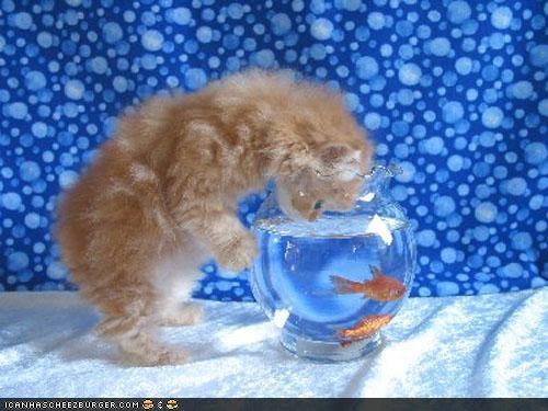 Cyoot Kitteh of teh Day: Hewo Mah Liddul Fwends...