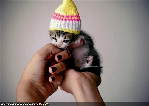 Cyoot Kitteh of teh Day: Teh Kat in teh Hat