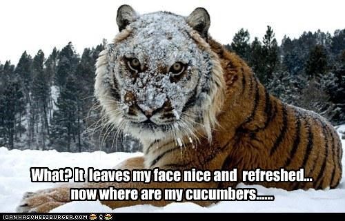 Where are my cucumbers?