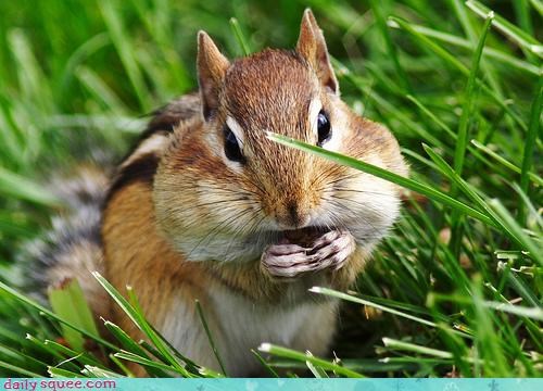 Stuff Those Cheeks!