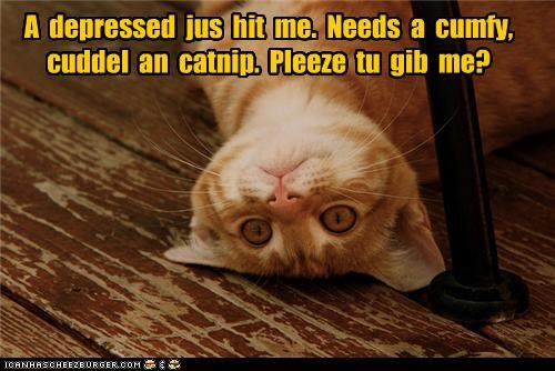 A  depressed  jus  hit  me.  Needs  a  cumfy,  cuddel  an  catnip.  Pleeze  tu  gib  me?