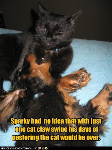 Sparky had  no idea that with just  one cat claw swipe his days of  pestering the cat would be over.