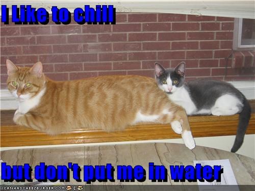 I Like to chill  but don't put me in water