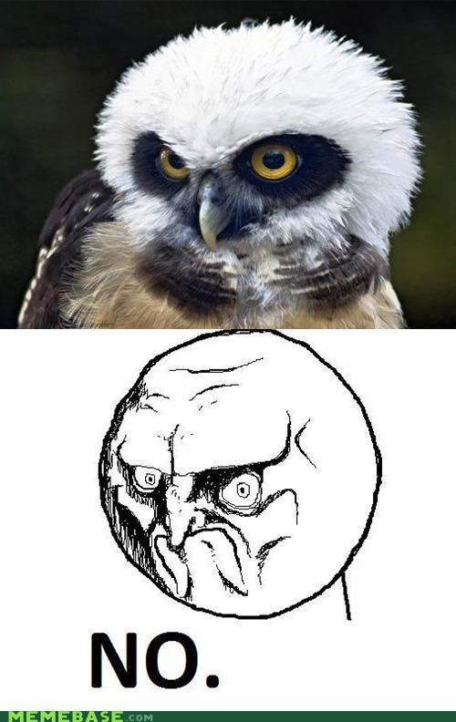 No Owl