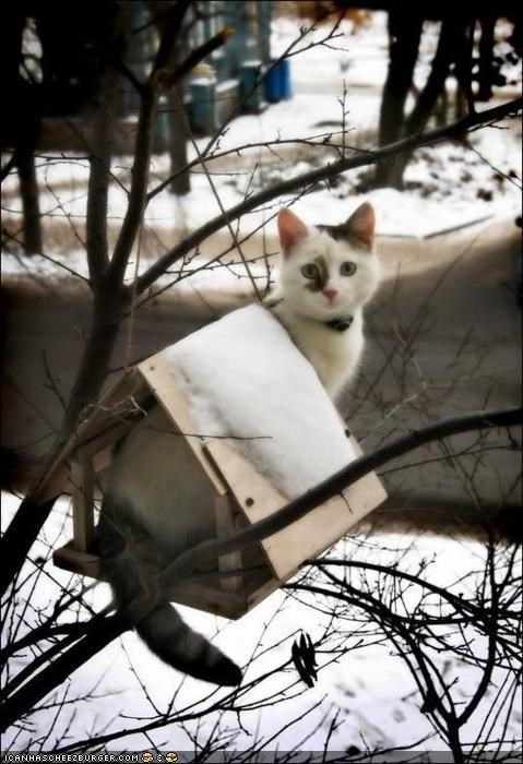 Cyoot Kitteh of teh Day: 2 Katch teh Bird U Muss B teh Bird!