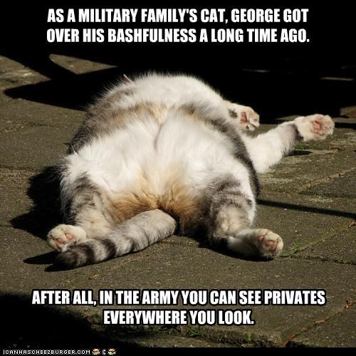 AS A MILITARY FAMILY'S CAT, GEORGE GOT OVER HIS BASHFULNESS A LONG TIME AGO.