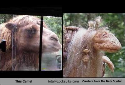 This Camel Totally Looks Like Creature from The Dark Crystal