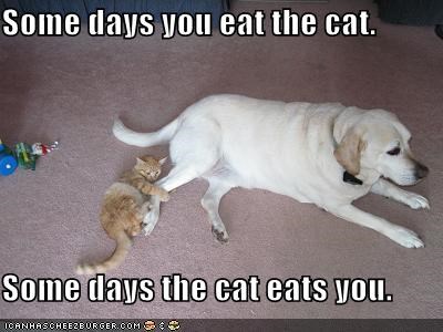Some days you eat the cat.  Some days the cat eats you.