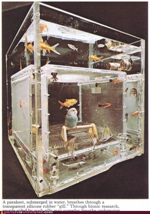 Swim Tank