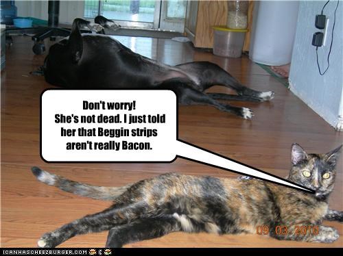 Don't worry!  She's not dead. I just told her that Beggin strips aren't really Bacon.