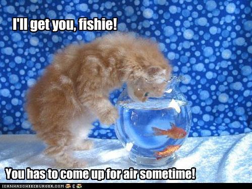 I'll get you, fishie!