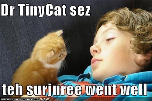 Dr TinyCat sez    teh surjuree went well