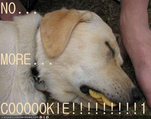 NO... MORE... COOOOOKIE!!!!!!!!!1