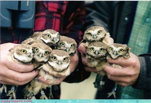 Squee Spree: Owls Vs. Emus