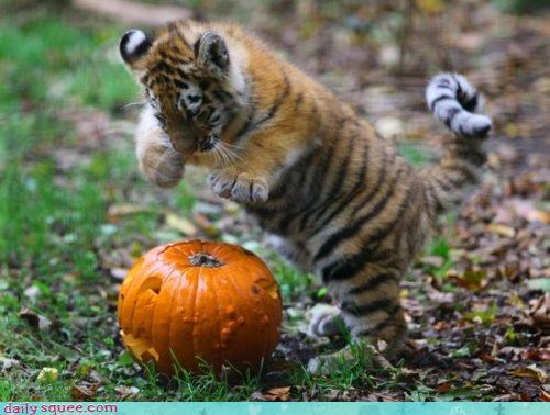 Squee Spree: Take That, Jack-o-Lantern!