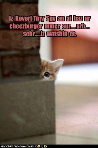Iz  Kovert Tiny  Spy  an  ai  haz  ur  cheezburger  unner  sur.....srb.... sebr.....iz  watshin  et.