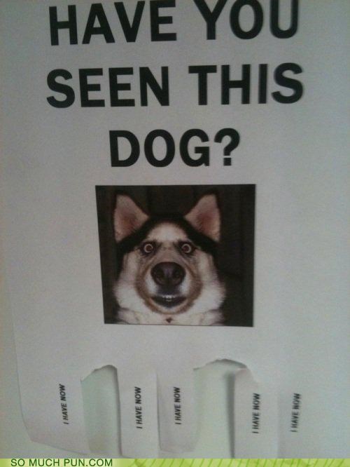 Seeing eye Dog