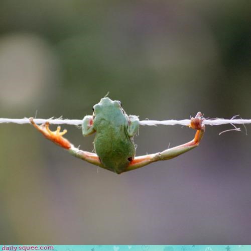Acting Like Animals: Hanging by a Thread