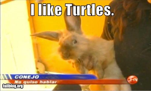 I like Turtles.