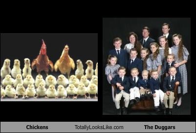 Chickens Totally Looks Like The Duggars