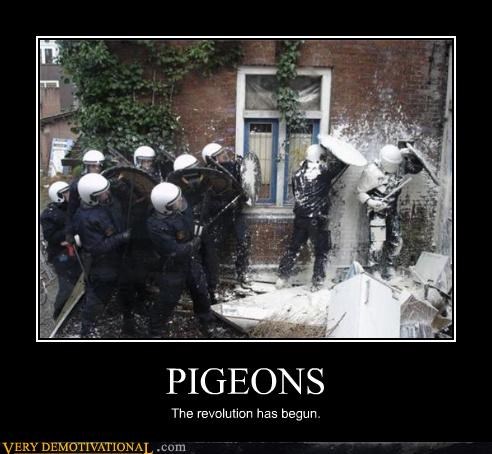 PIGEONS