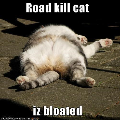 Road kill cat  iz bloated