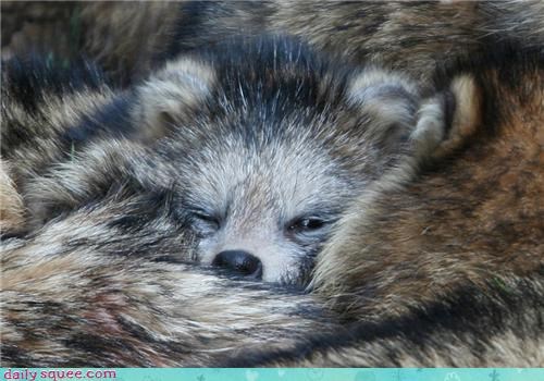 Raccoon Kid