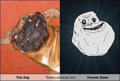This Dog Totally Looks Like Forever Alone