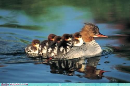 Acting Like Animals: All Aboard!