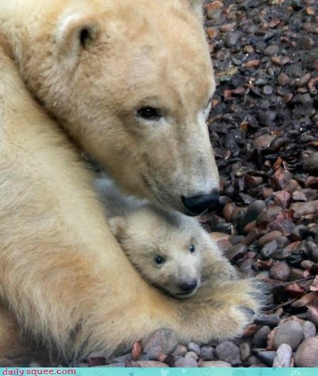 REAL LIVE BABY POLAR BEAR!!