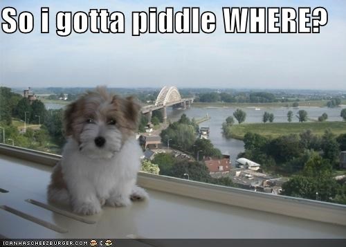 So i gotta piddle WHERE?
