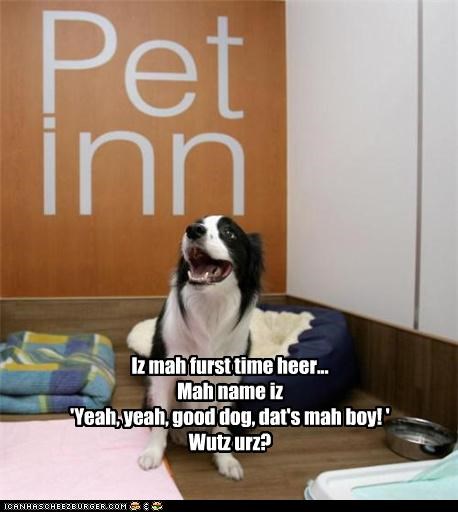 Iz mah furst time heer... Mah name iz 'Yeah, yeah, good dog, dat's mah boy! ' Wutz urz?