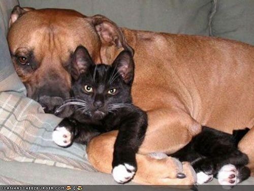 Goggies R Owr Friends: U Dare 2 Interrupt Owr Cuddlez?!