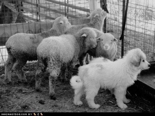A Puppeh in Sheep's Clothing