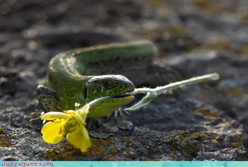 Acting Like Animals: I Brought You a Flower...