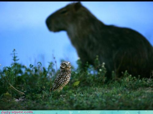Squee Spree: Watch Out, Mr. Burrow Owl!