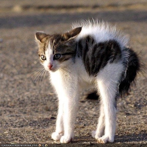Cyoot Kitteh of teh Day: Heart Attak