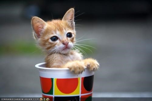 Cyoot Kitteh of teh Day: Plz 2 Supersize Mah Drinkz?