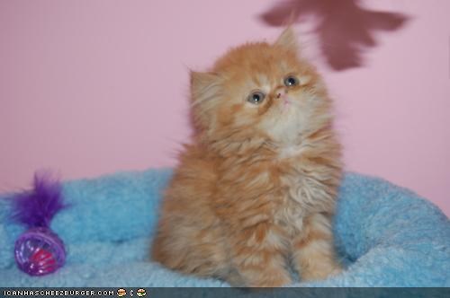 Cyoot Kitteh of teh Day: Mah Naym Iz Mr. Flufferballz Kreemsicle