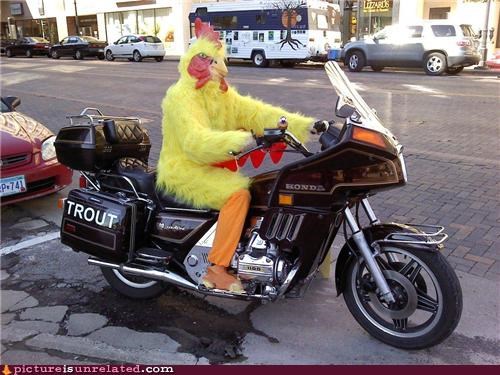 How The Chicken Crossed the Road