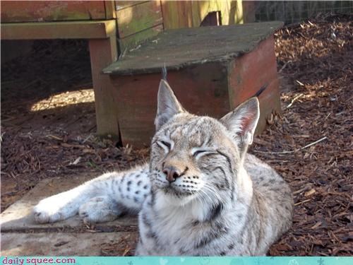 Lynx Smile!