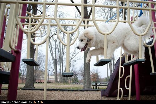 The Great Pyrenees Acrobat!