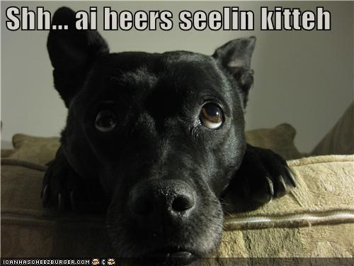 Shh... ai heers seelin kitteh