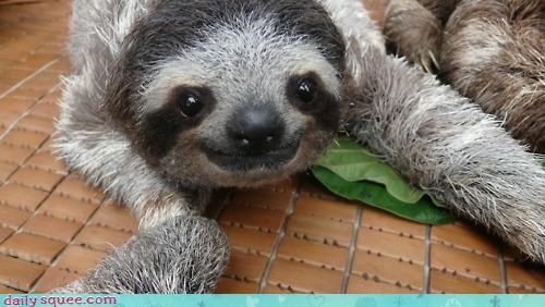 Squee Spree: Sloths Vs. Meerkats