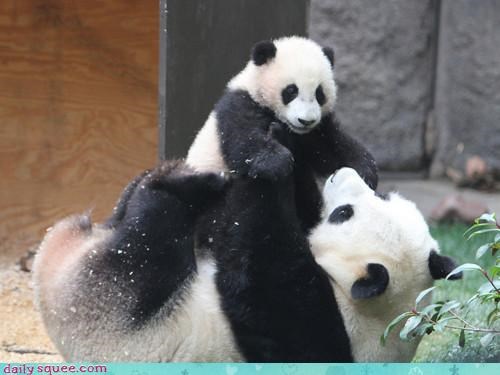 Panda Bear Playtime!
